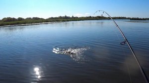 С такими окунями и щука не нужна! Щуки и окуни не дают покоя!
