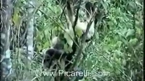 Snake kills monkey
