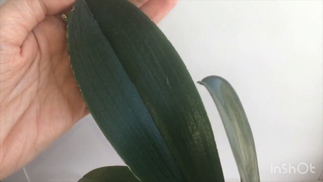 Желтеет лист орхидеи по краям. Чего не хватает орхидеи и как лечить смотреть онлайн