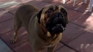 Бульмастиф выполняет команды