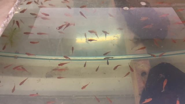 Малек живородящих рыбок смотреть онлайн