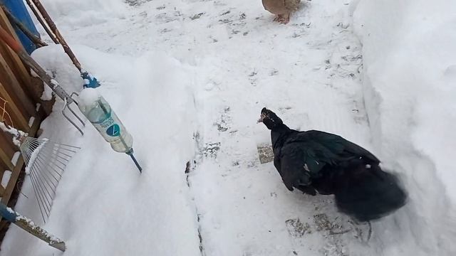 Основные условия для зимнего содержания индоуток. смотреть онлайн