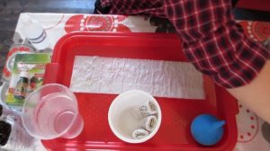 Посев томатов. Ускоренное проращивание в термосамокрутке.