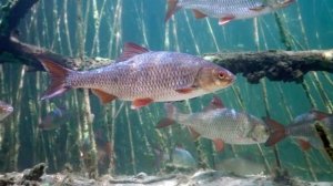 Почему лучше не стоит сразу прикармливать рыбу?