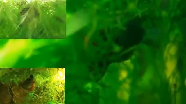 как разводить рыб лялиусов смотреть онлайн