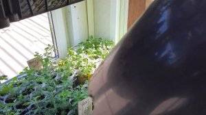 Пришли посылки с хризантемами. ЧТО делать?