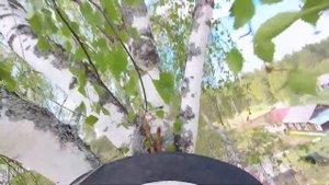 Работа арбориста с бензопилой на высоте Arborist work with a chainsaw at height