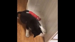 Смешное Видео Про Кошек и Собак На Рутубе ? ? #49