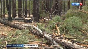 Черные лесорубы под прицелом: как черных лесозаготовителей заставят перекраситься в легальный цвет?