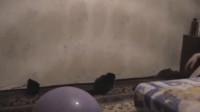 Кошка после болезни / Не могла есть болело горло / Лечили две недели 2009 смотреть онлайн