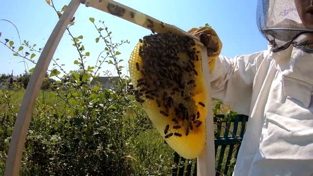 Ловля роев. Проверяем 10 ловушек, стояли 2 месяца. смотреть онлайн