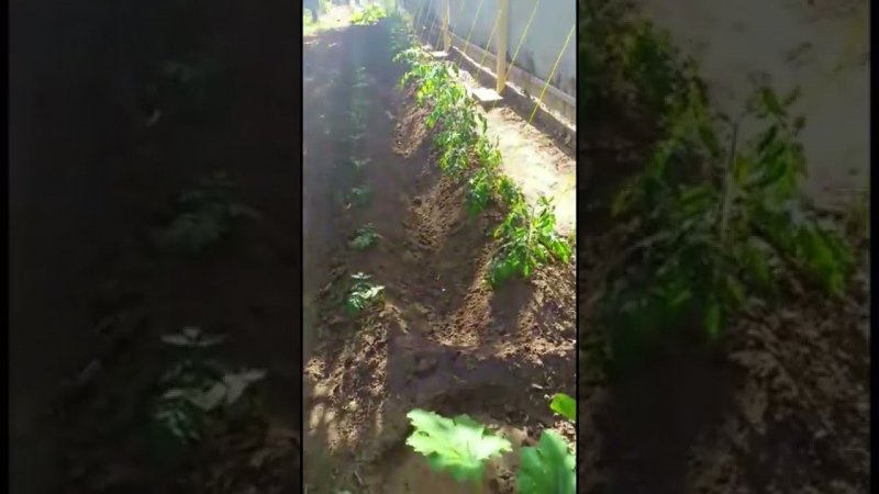 Грядки. Посадки.