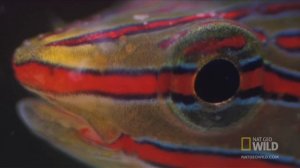 Ядовитые улитки Конусы