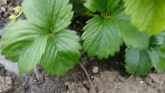 Зелёное удобрение из крапивы  ,не заменимая подкормка для клубники!