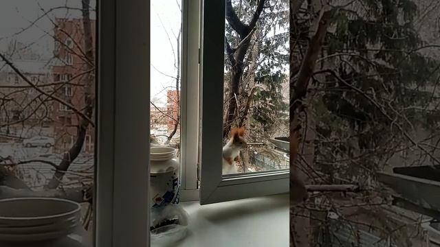 Дуся пришла без приглашения)#2023#squirrel#белка#animals