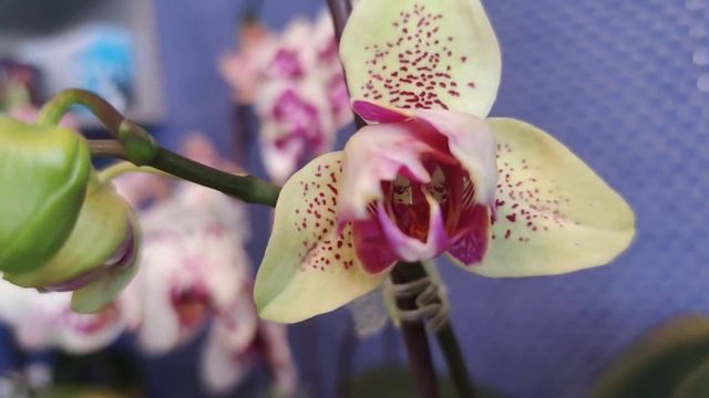 Цветение моих орхидей в январе 2023г. 2 часть смотреть онлайн