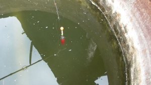 Домашняя рыбалка.