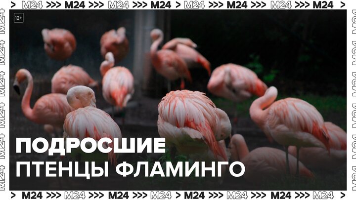 Московский зоопарк поделился кадрами подросших птенцов фламинго - Москва 24