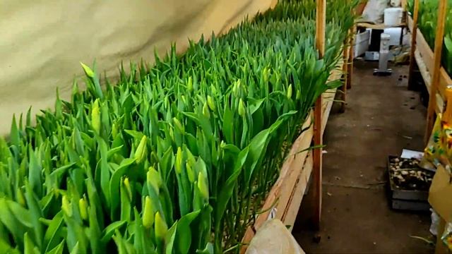 Собираю ТЮЛЬПАНЫ вëдрами || Деревенский Бизнес смотреть онлайн