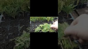 Черенкование туи Даника.