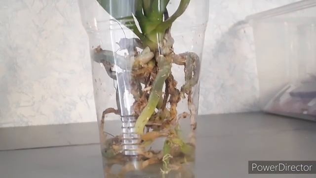 #орхидей ном царстве ЕСТЬ изменение ???? коротко обо всем смотреть онлайн