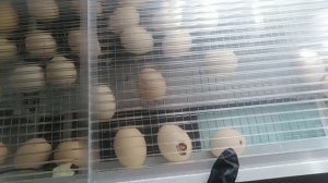 Инкубирование яйца бройлера от А до Я в Блиц - Матрица Рио (выводной инкубатор)