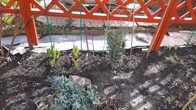 А серебристо-бордовый сад превращается.. Планы, посадки на любимой даче! смотреть онлайн