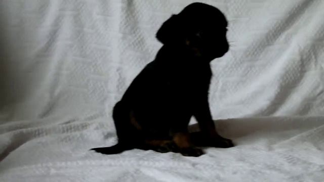 девочка пти брабансон маленькая смотреть онлайн