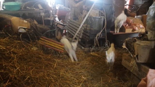 козенята бешкитують смотреть онлайн