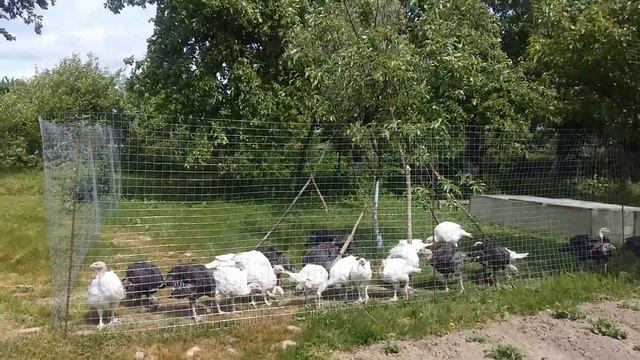 Индюшата Биг 6 и Бронза 708 первая прогулка на новом месте смотреть онлайн