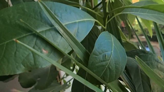 Persea americana (avocado) смотреть онлайн