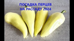 Посадка перцев на рассаду 2024