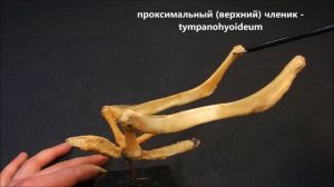 непарные кости лицевого отдела черепа: сошник, хоботковая кость, подъязычная кость