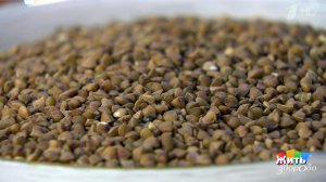 Каша - радость наша. Жить здорово! Фрагмент выпуска от 27.09.2018