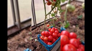 Томат Мозарини F1