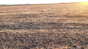 ГЕОРАДАРЩИК. Поиск АРТЕФАКТОВ.