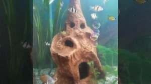 Лучший аквариум 50 литров