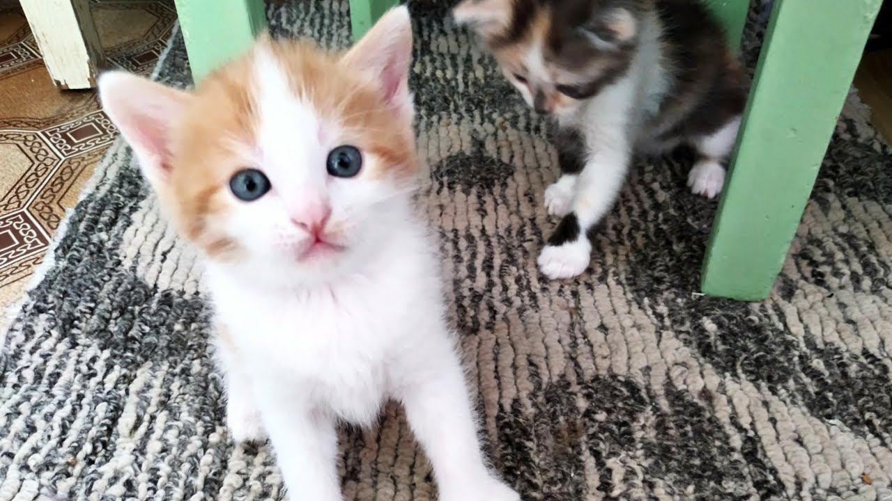КОТИКИ 2020 / БЕЗ ПАМПЕРСОВ НЕ СМОТРЕТЬ Позитив от котят #котики2020 #коты #кошки #позитив