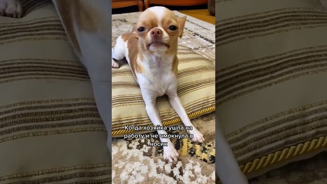 Чихуахуа и чмоки. #chihuahua #dog #cобаки #cane #dogvideo #치와와 #チワワ #犬 #狗