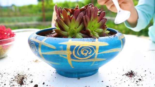 DIY Succulent PlantsTerrarium | Sempervivum смотреть онлайн