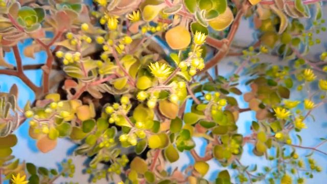 Аихризон Цветение смотреть онлайн