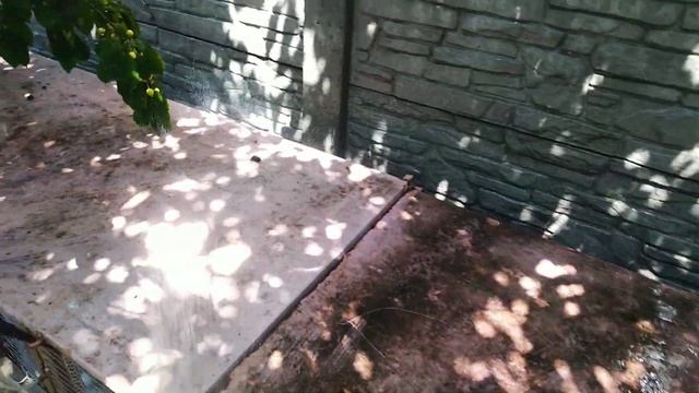 Как спасти от жары кроликов на улице .я своим даю холодное пивко ??? смотреть онлайн