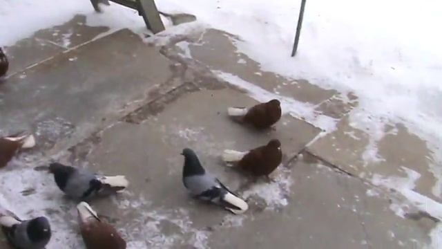 Началась паровка голубей. 1я часть смотреть онлайн