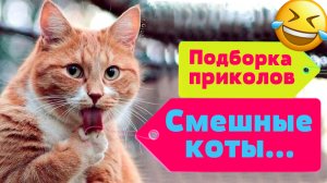Приколы с котами! Смешные видео про кошек и котов! Приколы про котов! Выпуск №8