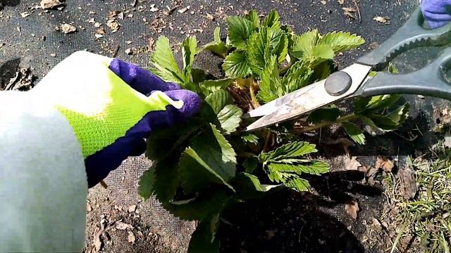Клубника после зимы, первая весенняя обработка смотреть онлайн