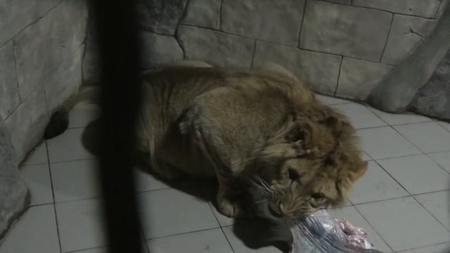 С Днём Защитников Отечества Симба, Клава и Азиза! Happy Holidays to Simba, Klava and Aziz! смотреть онлайн