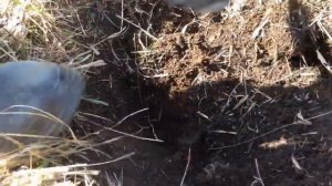 Первый метало коп | Нашли электро двигатель