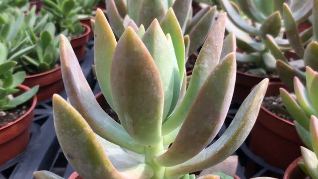 Graptosedum 'Calfornia Sunset' 多肉植物圖鑑 加州夕陽 смотреть онлайн