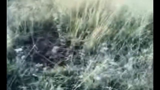 городские сады начало положено смотреть онлайн