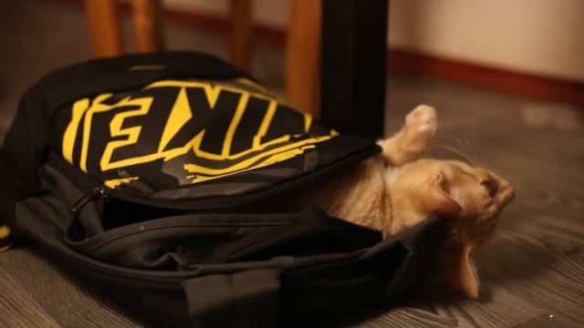Рыжий кот умиляюще спит в рюкзаке. смотреть онлайн
